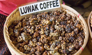 Kopi Luwak